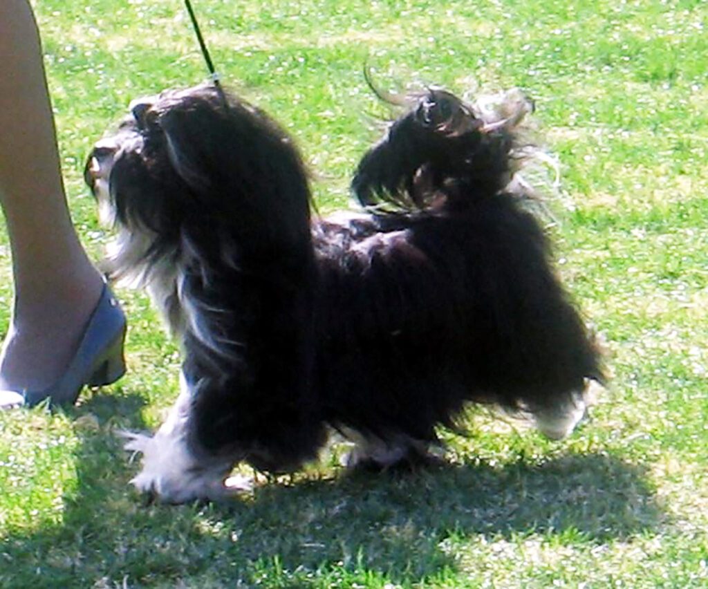 Black and White Champion Havanese Stud Dog in California Black and White Champion Havanese Stud Dog in California