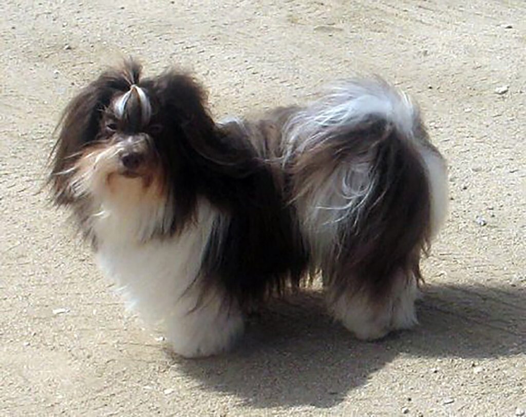 Chocolate and White Champion Chocolate Havanese Stud Dog in California Chocolate and White Champion Chocolate Havanese Stud Dog in California