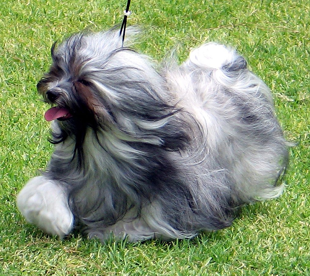 Champion Havanasilk HotNSaucy By LilPawz - Havanese Female Champion Havanasilk HotNSaucy By LilPawz - Havanese Female