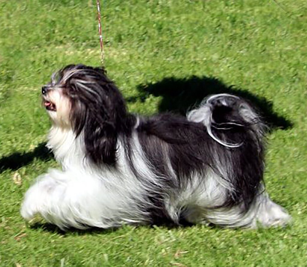 Champion Havanasilk’s One Singular Sensation - Havanese Female Champion Havanasilk’s One Singular Sensation - Havanese Female