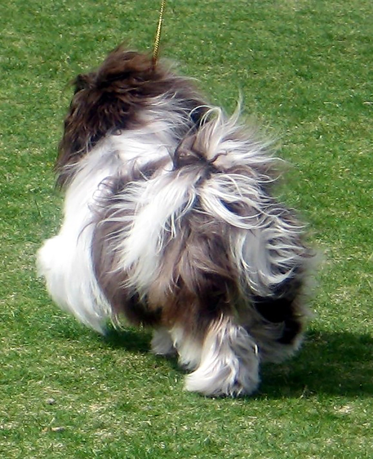 Chocolate Havanese puppies for sale in Southern California Chocolate Havanese puppies for sale in Southern California
