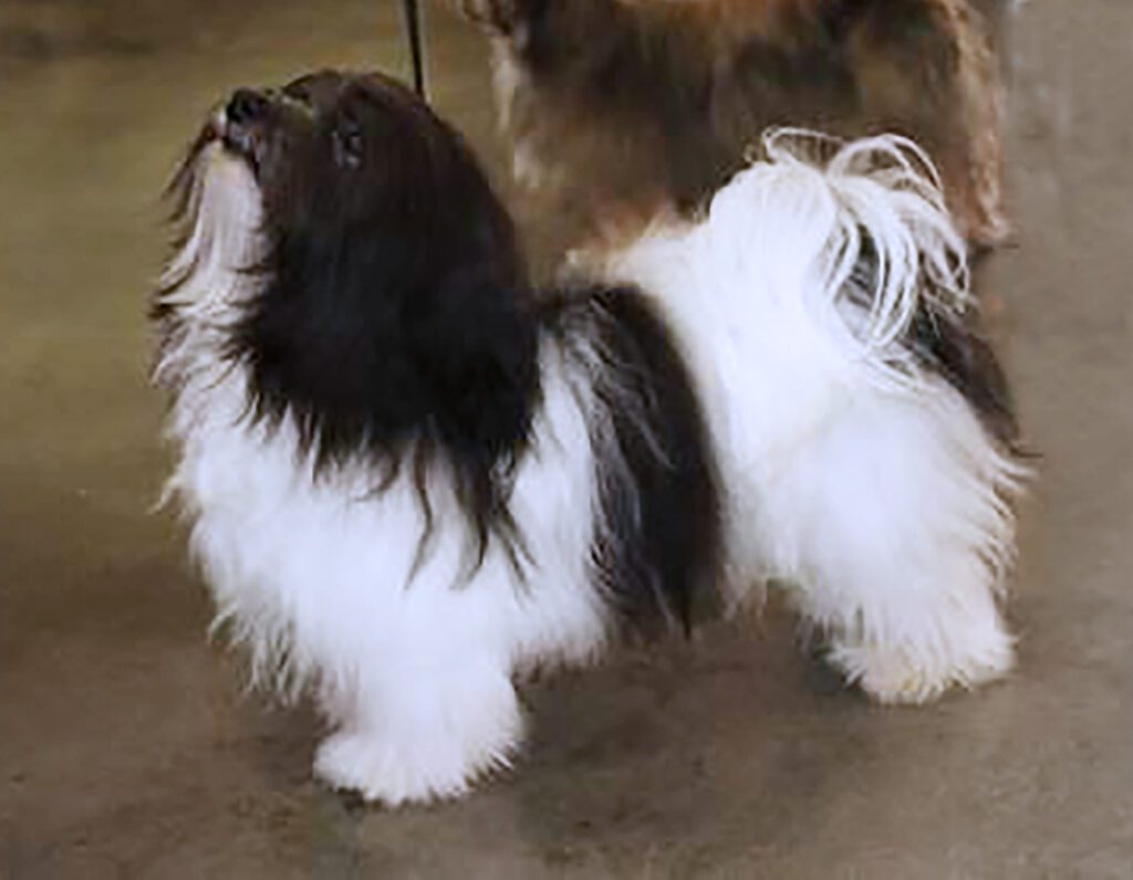 Dearhearts Mac The Night For Lil Pawz stud Havanese dog in Southern California Dearhearts Mac The Night For Lil Pawz stud Havanese dog in Southern California
