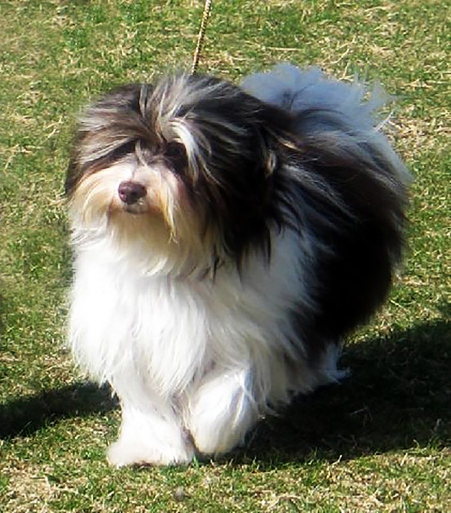 Champion Havanasilk Sweet Chocolate Moonshine - Chocolate Havanese Female Champion Havanasilk Sweet Chocolate Moonshine - Chocolate Havanese Female