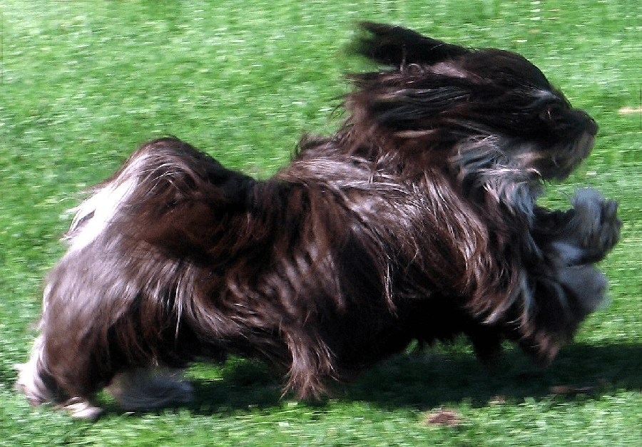 Chocolate Havanese in Southern California Chocolate Havanese in Southern California