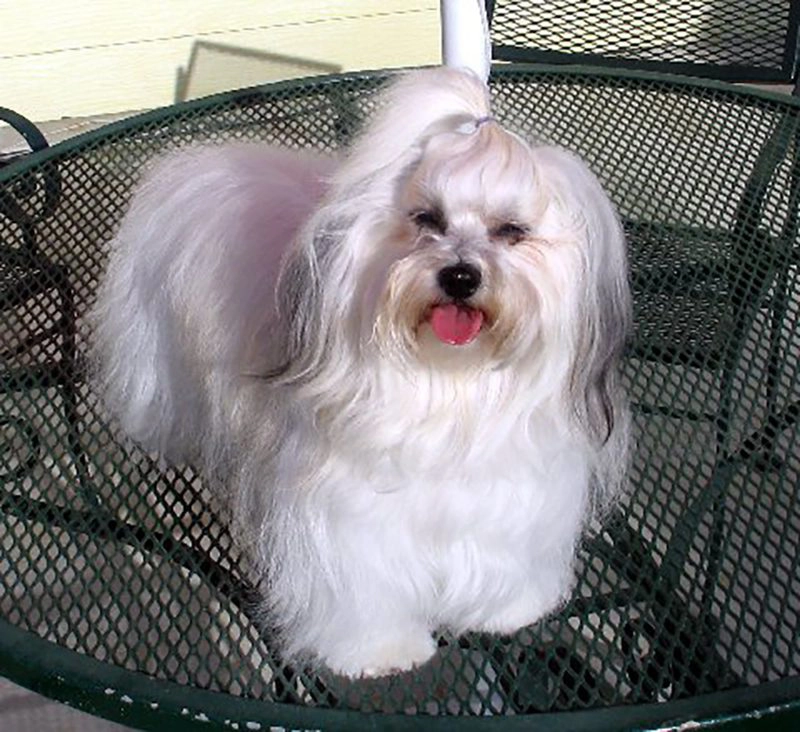 Tita - the most adorable, beautiful Hungarian Havanese (with pure Cuban bloodlines). Tita - the most adorable, beautiful Hungarian Havanese (with pure Cuban bloodlines).