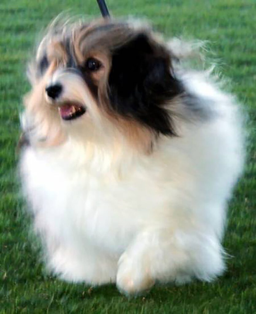 Lil Pawz Grace's Man About Town stud Havanese dog in Southern California Lil Pawz Grace's Man About Town stud Havanese dog in Southern California