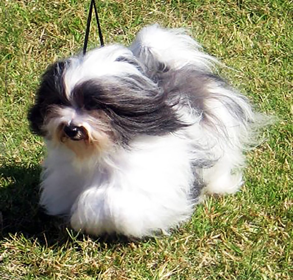 Champion Havanasilk Misstee Morningstar Black White Female Havanese Champion Havanasilk Misstee Morningstar Black White Female Havanese