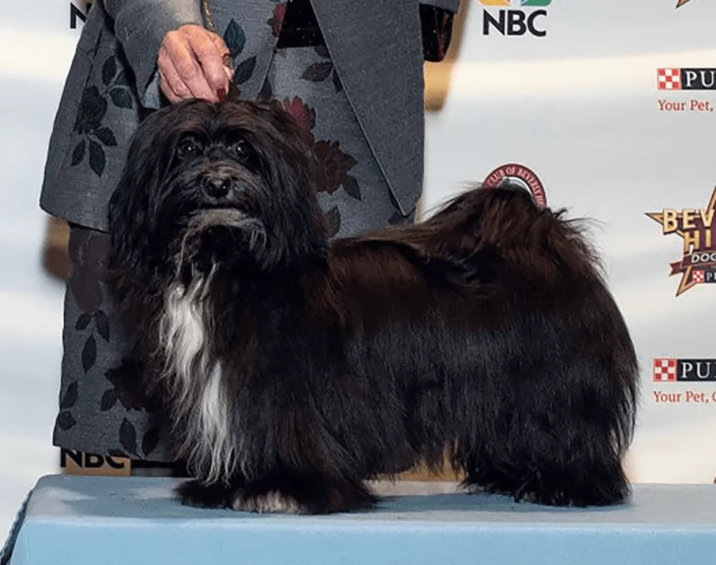 Xedo black and white male Havanese in California Xedo black and white male Havanese in California