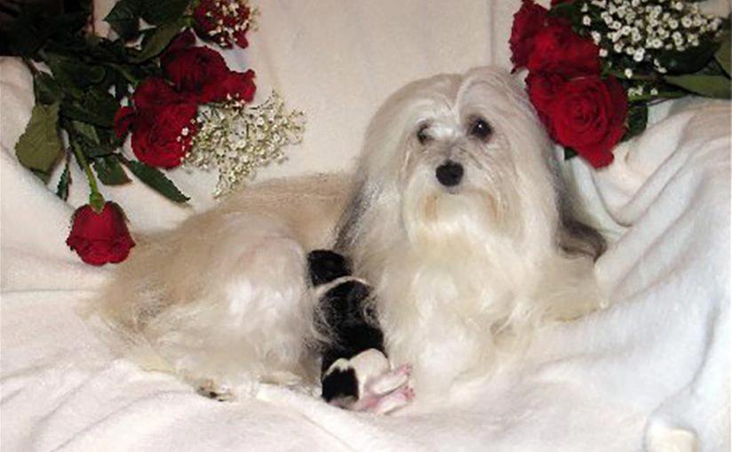 Tita - the most adorable, beautiful Hungarian Havanese (with pure Cuban bloodlines). Tita - the most adorable, beautiful Hungarian Havanese (with pure Cuban bloodlines).