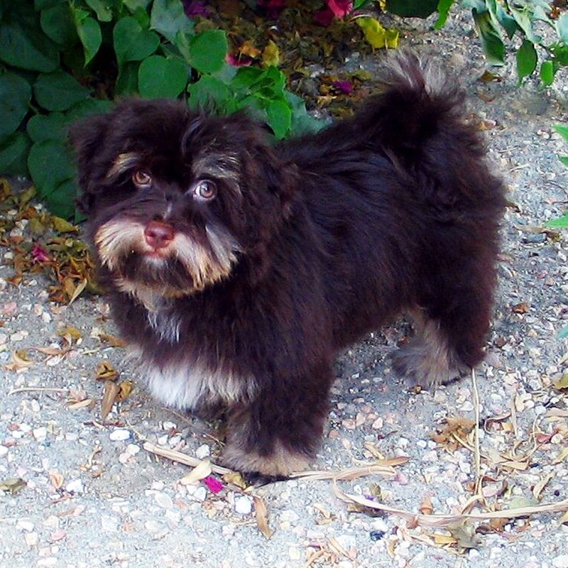 Burgundy Chocolate Havanese in Southern California Burgundy Chocolate Havanese in Southern California