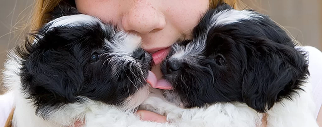 Havanese puppies for sale in Southern California and Arizona Havanese puppies for sale in Southern California and Arizona