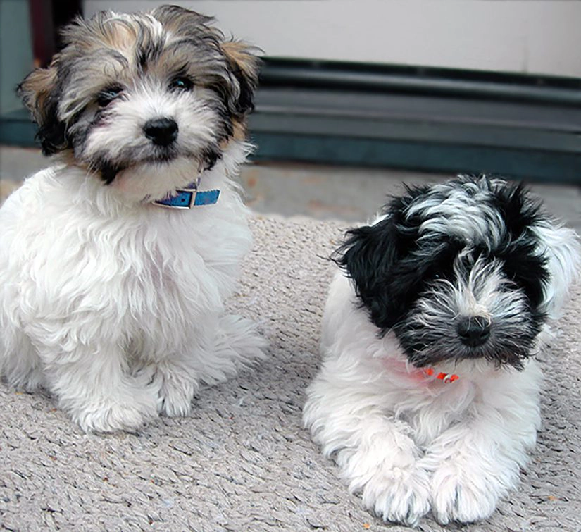 Havanese puppies for sale in Southern California and Arizona Havanese puppies for sale in Southern California and Arizona