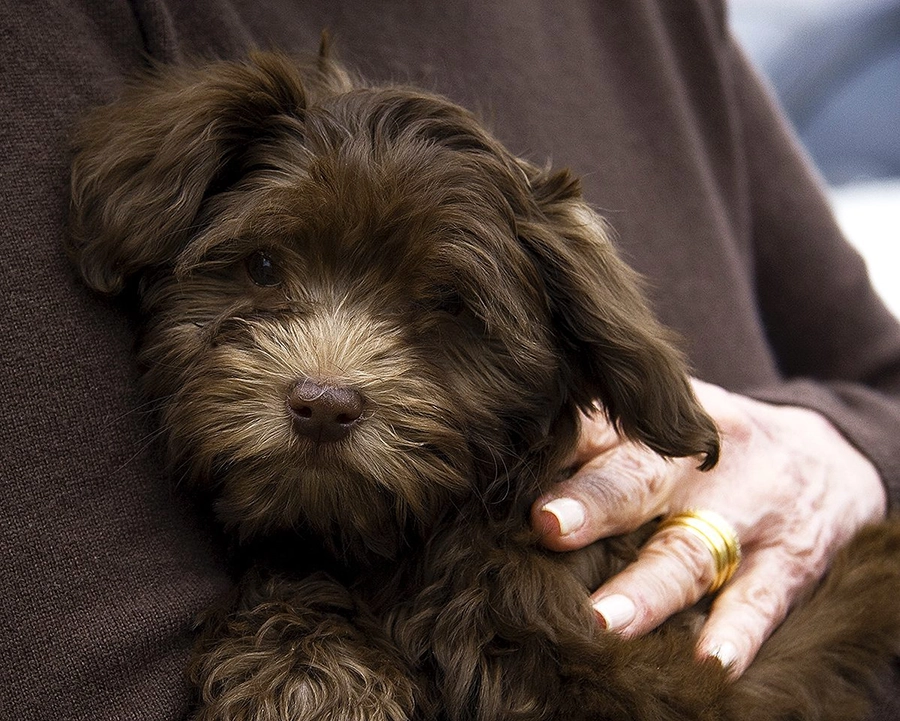 Dark Chocolate Havanese in Southern California Dark Chocolate Havanese in Southern California