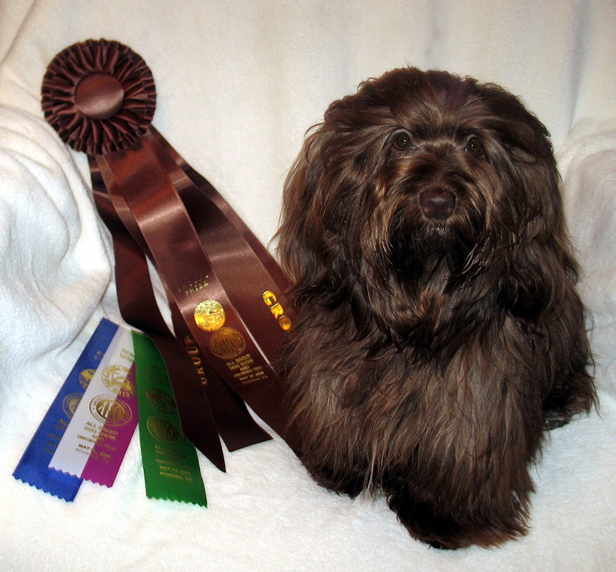 Chocolate Havanese in Southern California Chocolate Havanese in Southern California