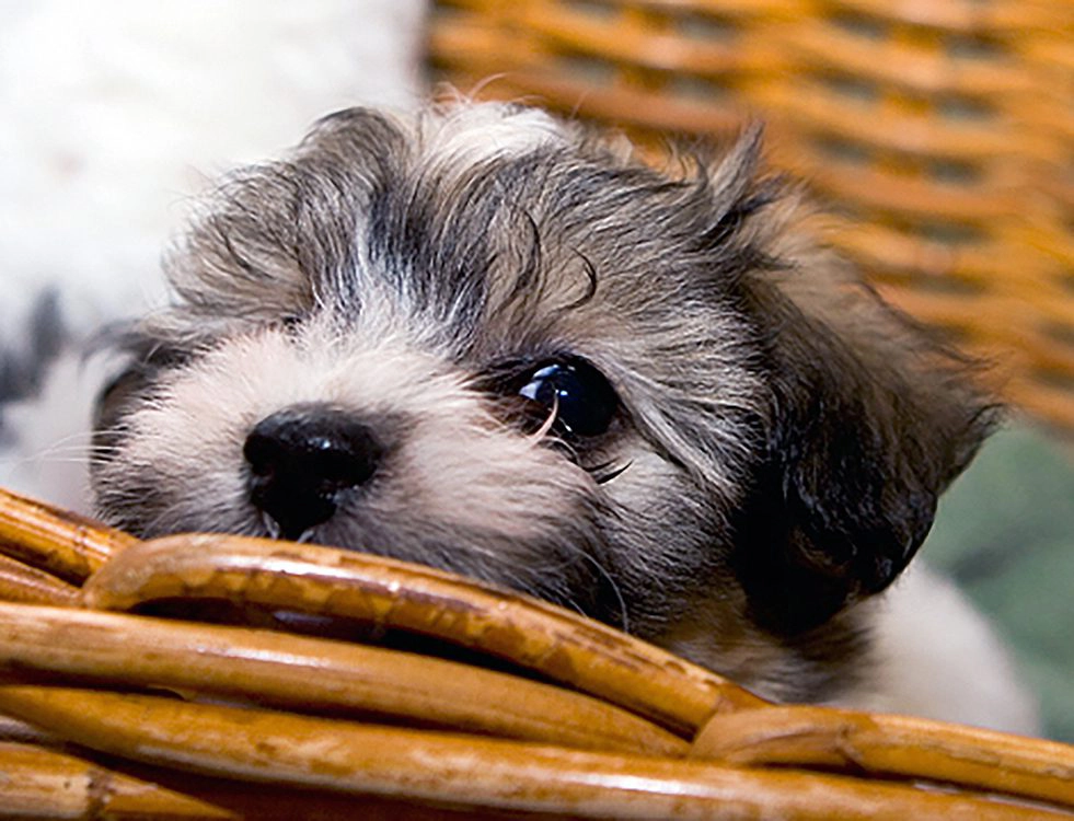 Havanese puppies for sale in Southern California and Arizona Havanese puppies for sale in Southern California and Arizona