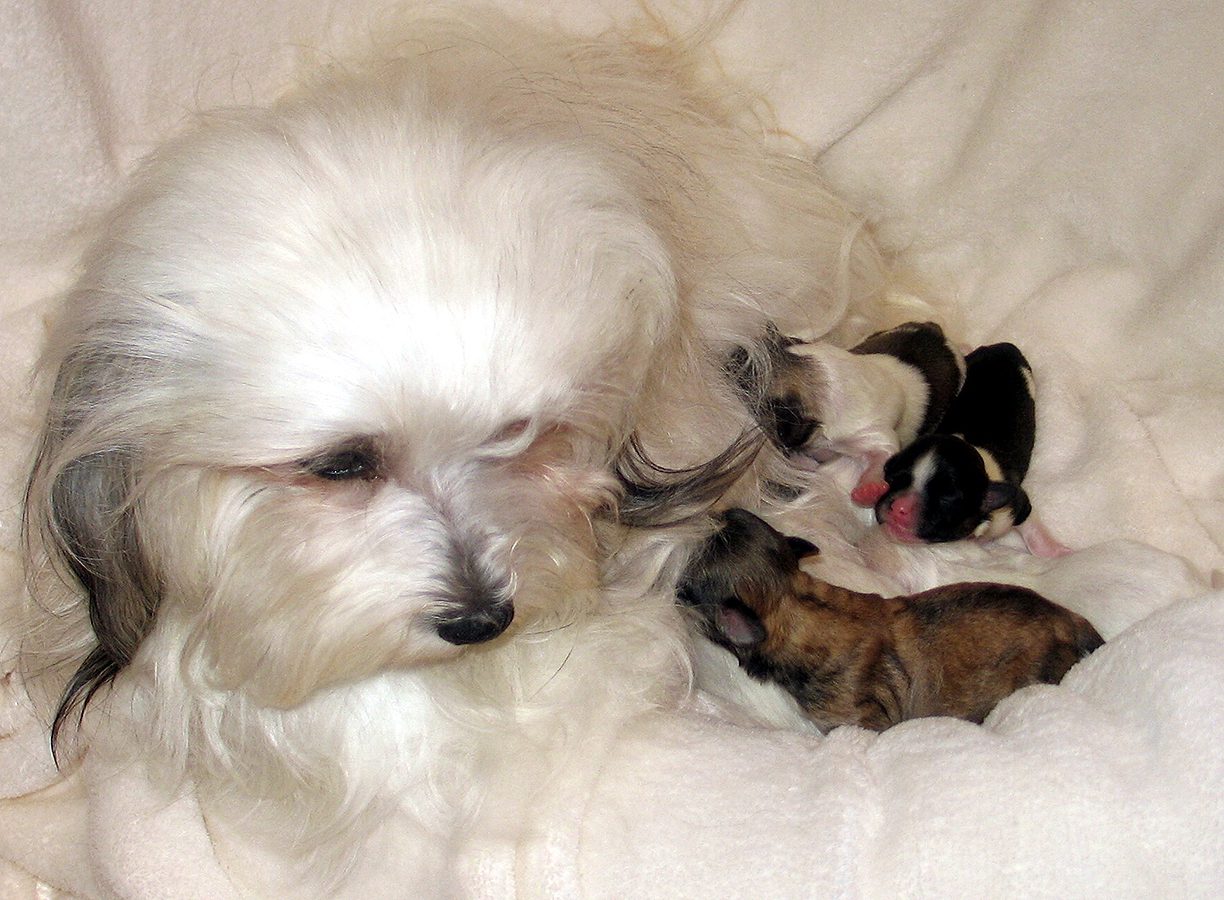 Naturally Reared Havanese puppies in Southern California Naturally Reared Havanese puppies in Southern California