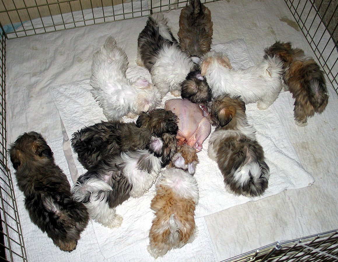 Naturally Reared Havanese puppies in Southern California Naturally Reared Havanese puppies in Southern California