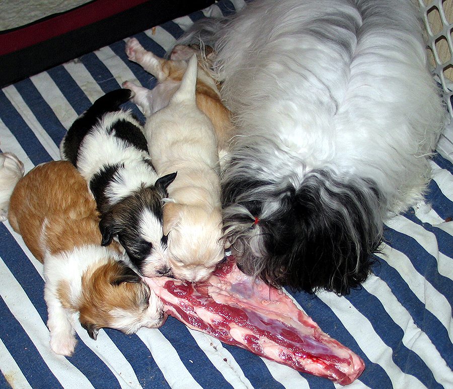 Naturally Reared Havanese puppies in Southern California Naturally Reared Havanese puppies in Southern California
