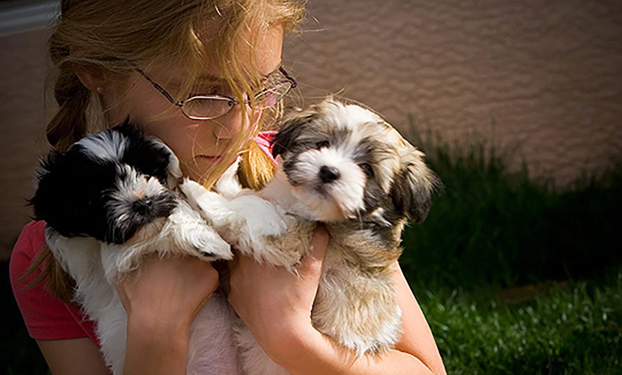 Havanese puppies for sale in Southern California and Arizona Havanese puppies for sale in Southern California and Arizona