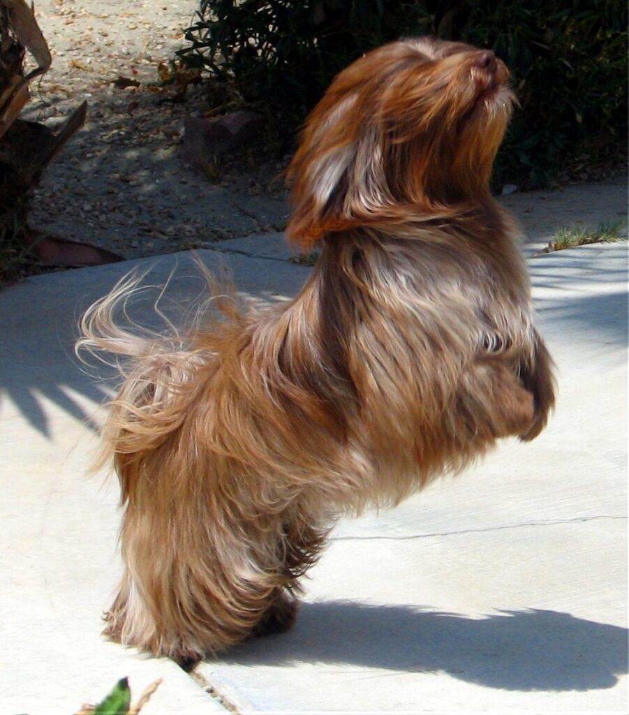 Red Chocolate Havanese in Southern California Red Chocolate Havanese in Southern California